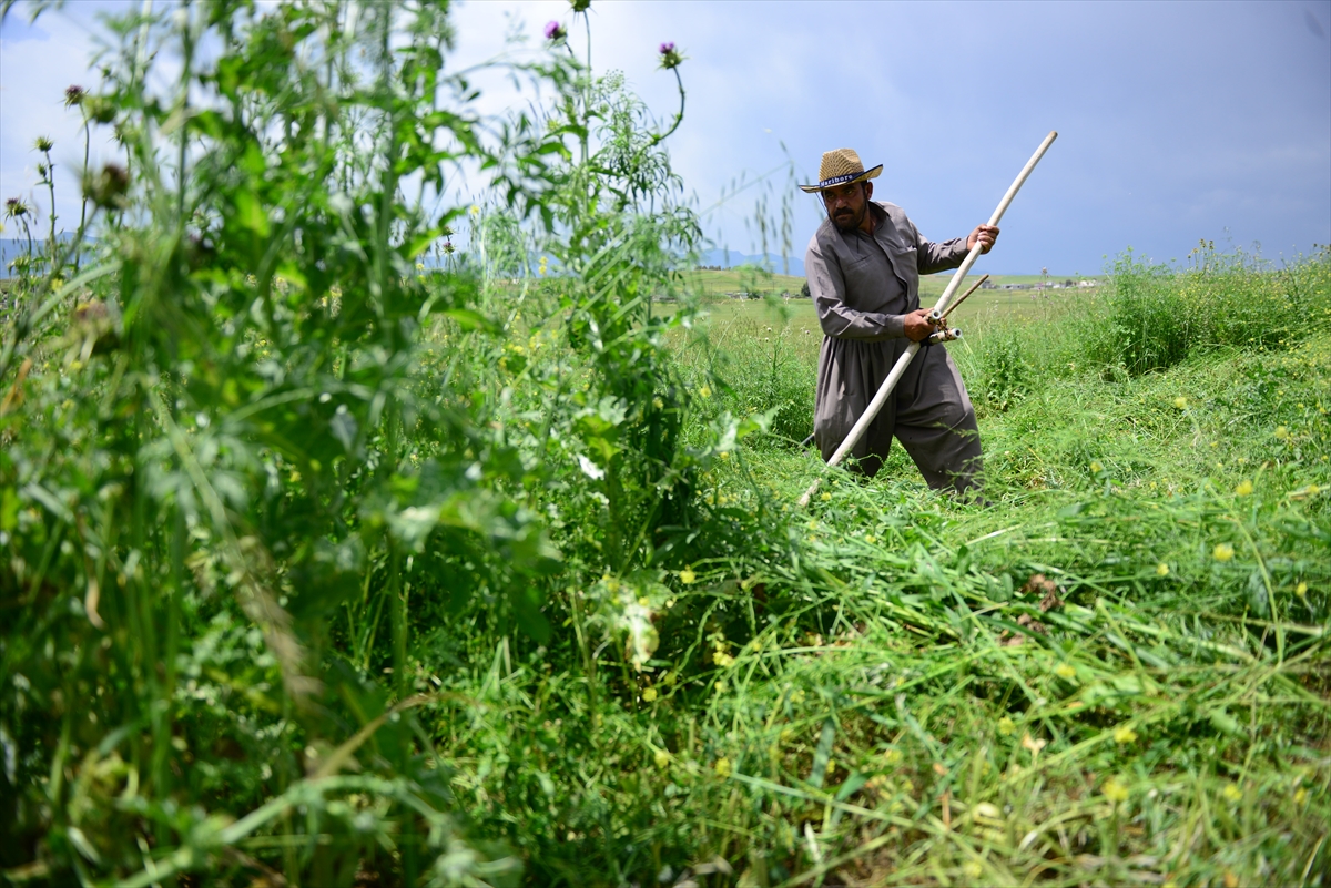 Rüyada Ot Görmek / Rüyada Ot Biçmek Tabiri