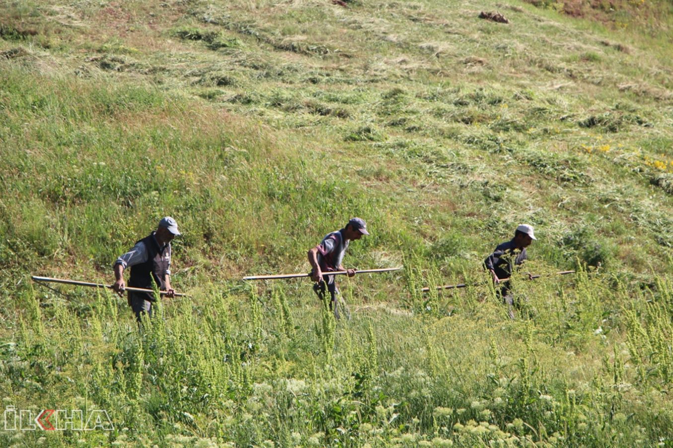 Rüyada Ot Görmek / Rüyada Ot Biçmek Tabiri