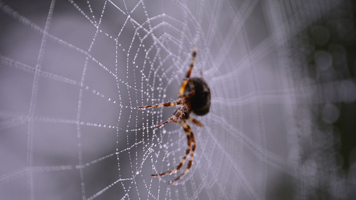 Rüyada Örümcek Öldürmek / Rüyada Örümcekler Görmek Tabiri