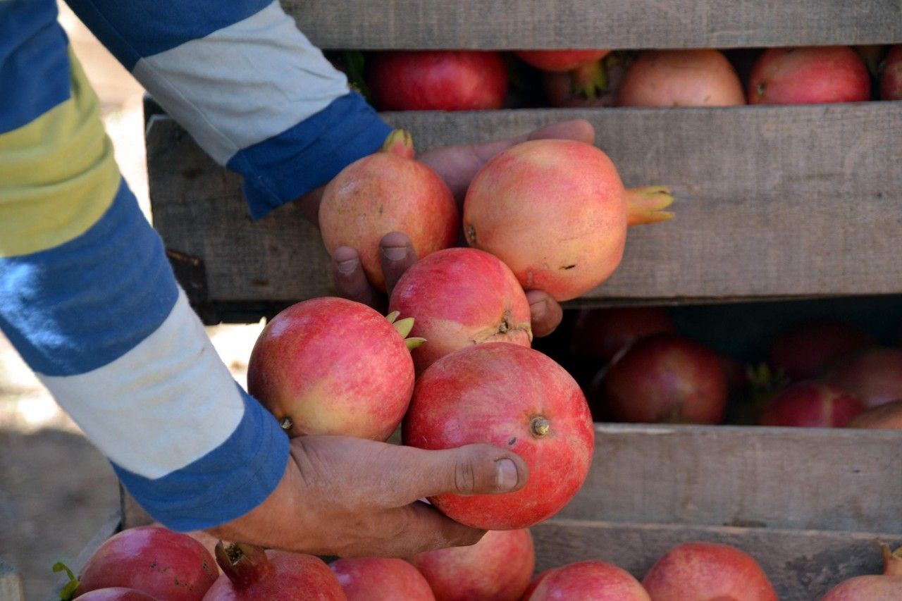 Rüyada Nar Toplamak / Rüyada Nar Yemek Tabiri