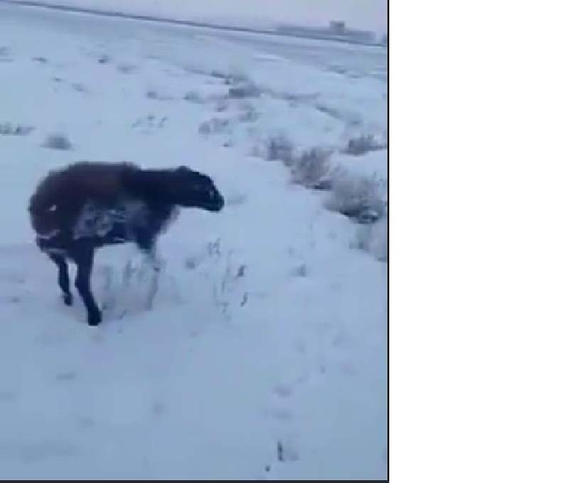 Öldüren soğuklarda ısınmak isteyen fare köpeğin boynunda dondu