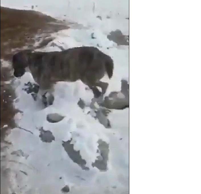 Öldüren soğuklarda ısınmak isteyen fare köpeğin boynunda dondu