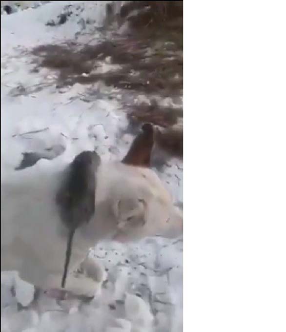 Öldüren soğuklarda ısınmak isteyen fare köpeğin boynunda dondu
