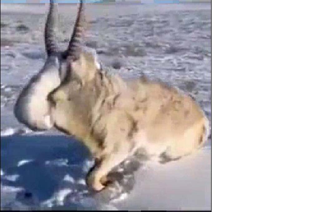 Öldüren soğuklarda ısınmak isteyen fare köpeğin boynunda dondu