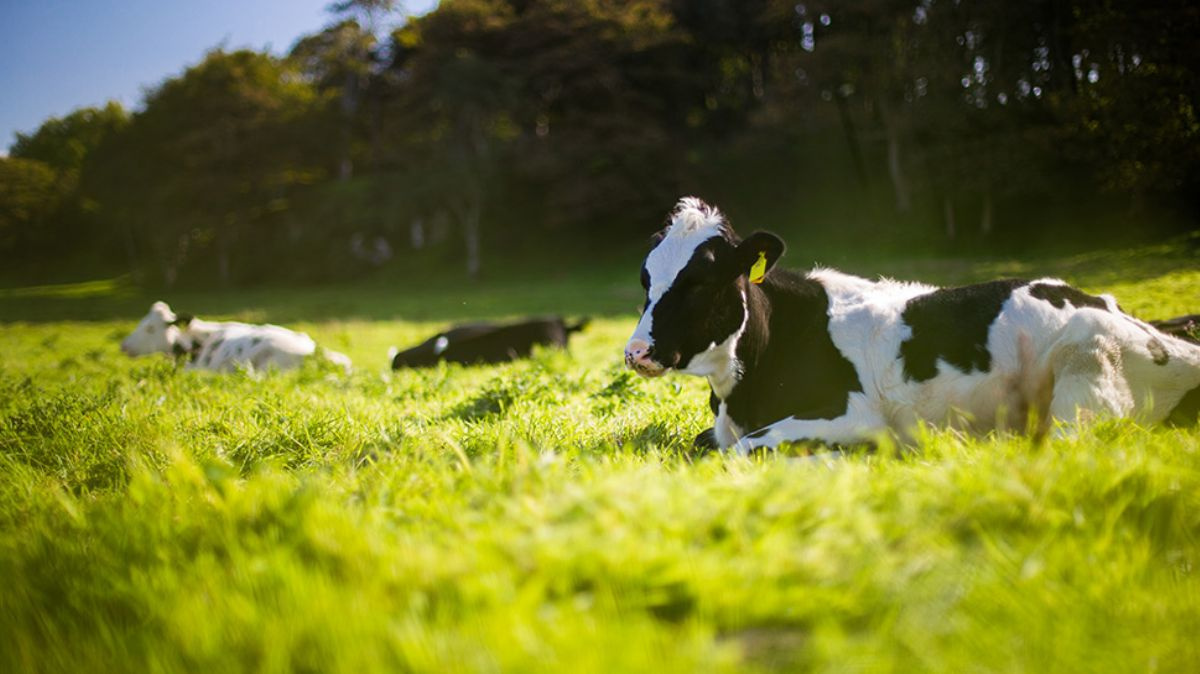 Rüyada Büyükbaş Hayvan Görmek