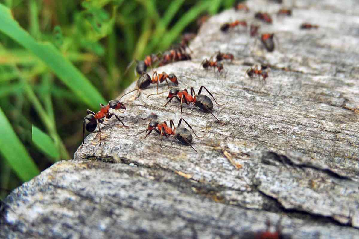 Rüyada karınca sürüsü görmek