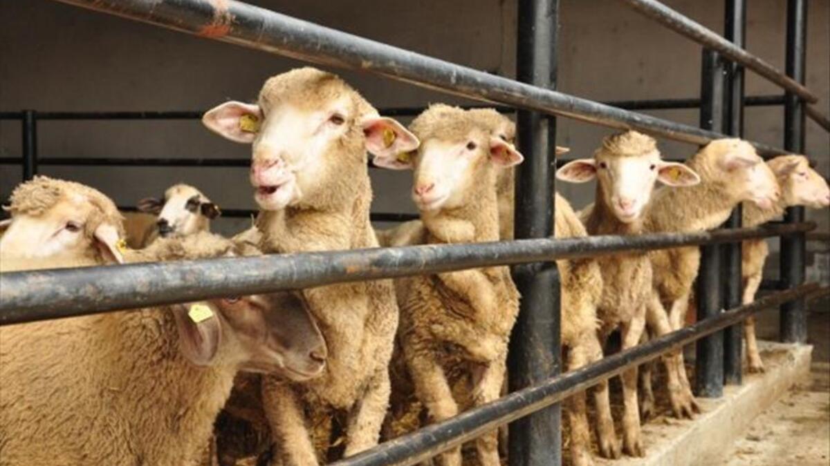 Rüyada Kurban Eti Görmek ne anlama gelir?