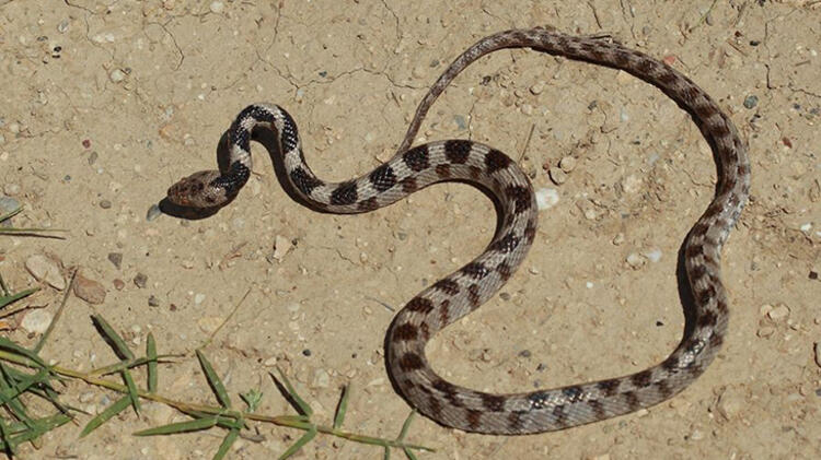 Seeing a snake in a dream