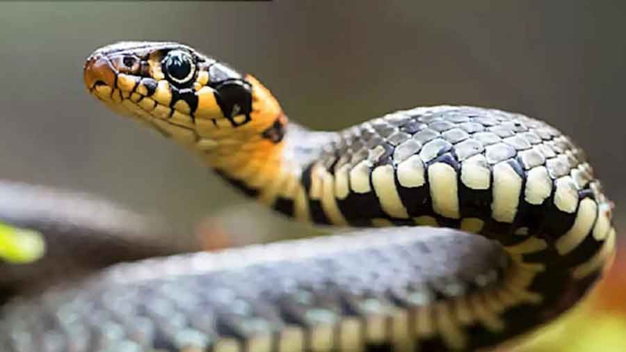 Seeing a snake in a dream