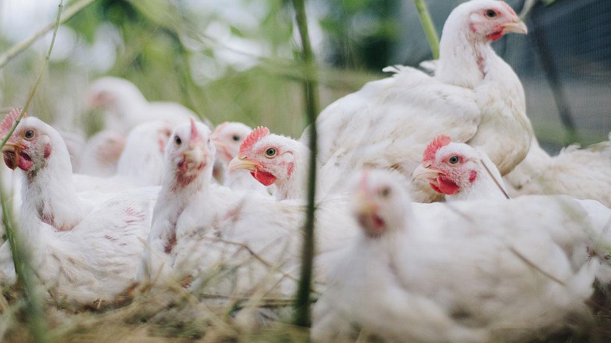 Japonya'da kuş gribi alarmı! Binlerce tavuk itlaf edilecek