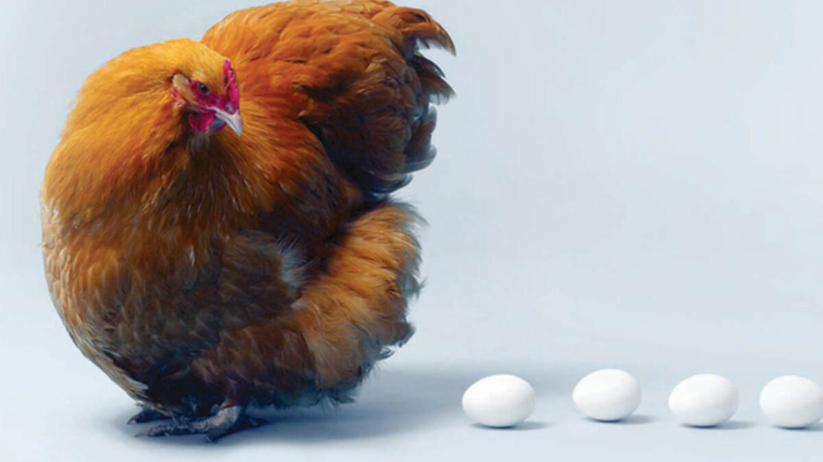 Rüyada canlı tavuk görmek ne demek