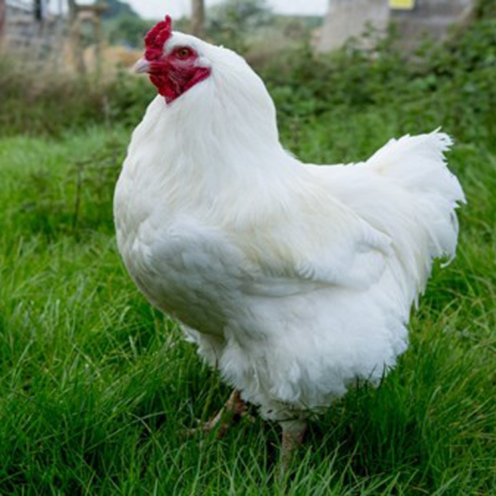 Rüyada canlı tavuk görmek ne demek