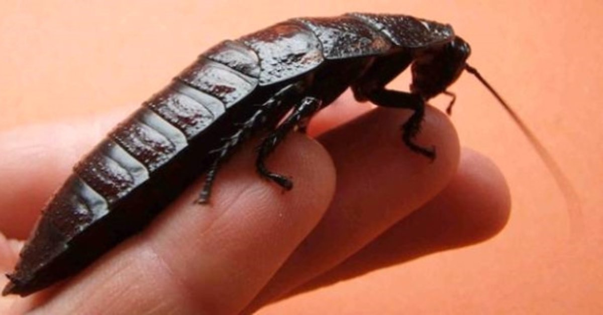 Rüyada hamam böceği görmek, rüyada hamam böceği öldürmek tabirleri