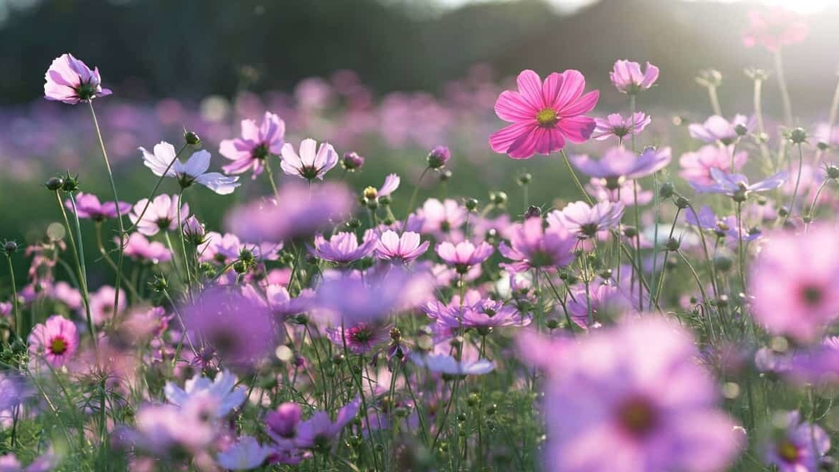 Cemre düşmesi ne demek ? İlk cemre ne zaman düşer 2021? 