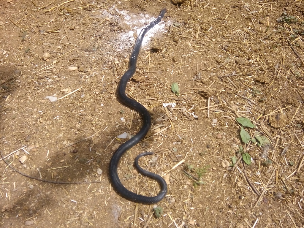 Rüyada yavru yılan görmek ne anlama gelir? 