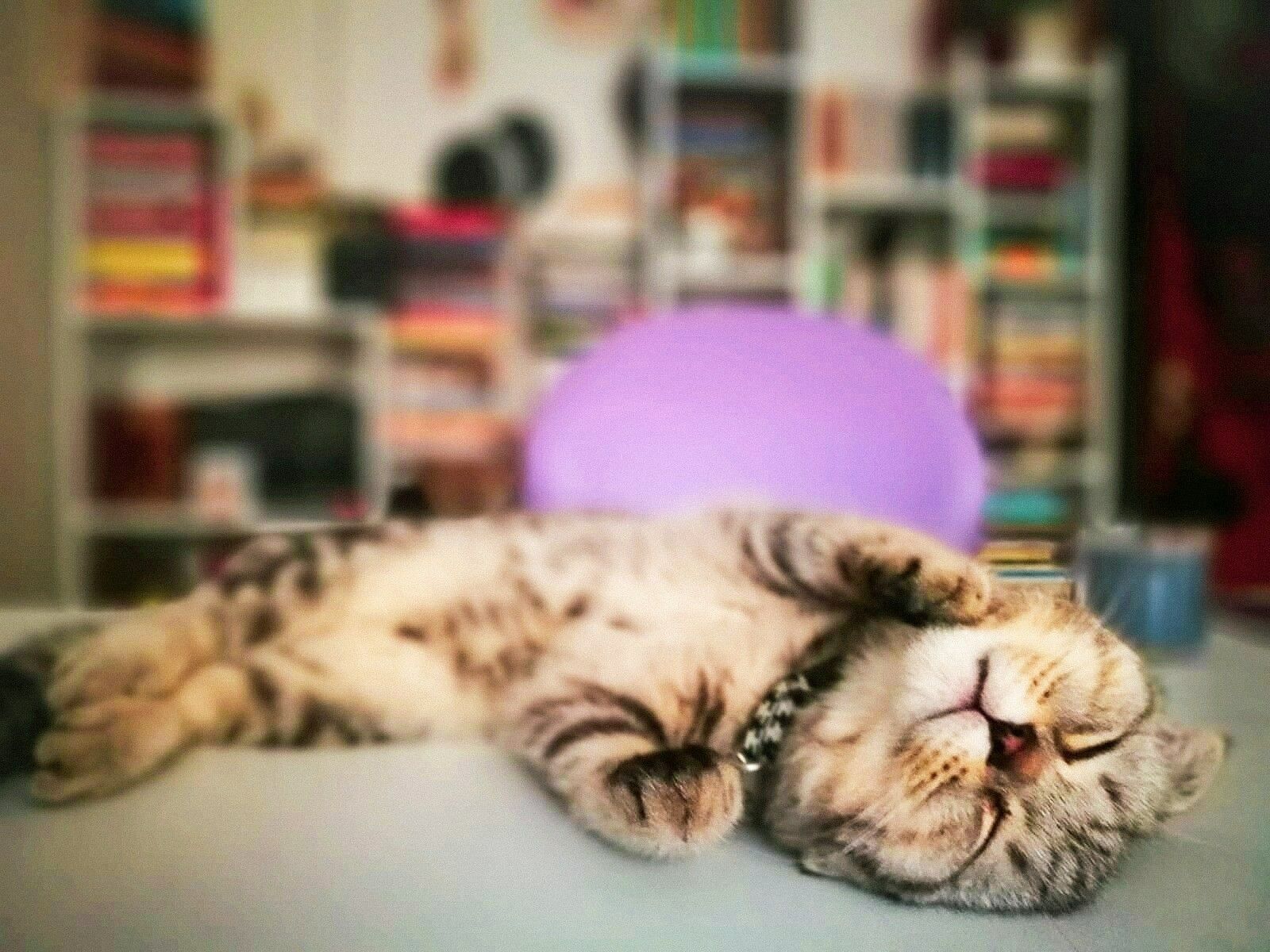 4 Ekim Hayvanları Koruma günü ile ilgili sözler|En güzel hayvanları koruma günü sözleri