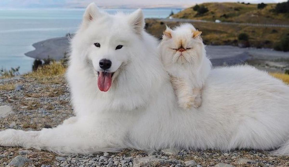 4 Ekim Hayvanları Koruma günü ile ilgili sözler|En güzel hayvanları koruma günü sözleri