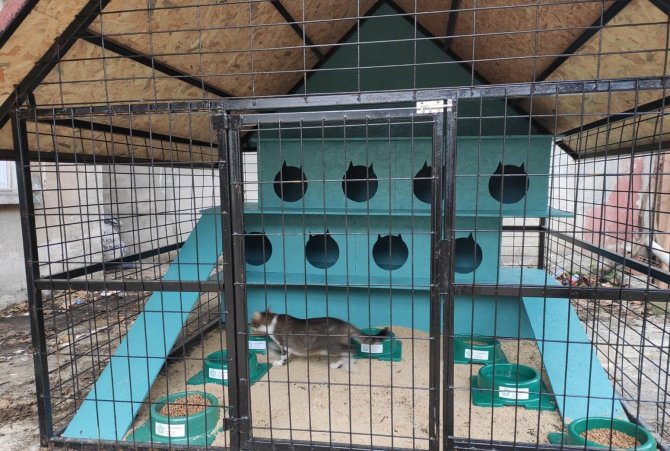 Sessiz dostlarımız kediler için "Kedi Oteli" yapıldı