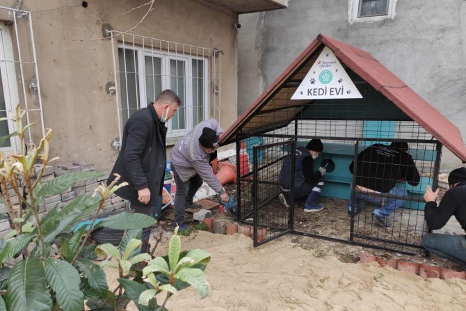 Sessiz dostlarımız kediler için "Kedi Oteli" yapıldı