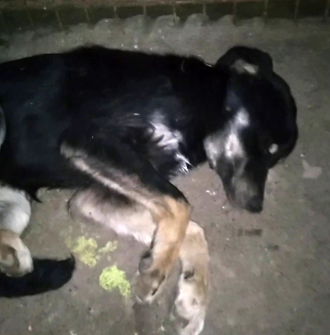 Barınaktaki görüntüler içler acısı! Sahipsiz hayvanlar ölüme terk edildi...