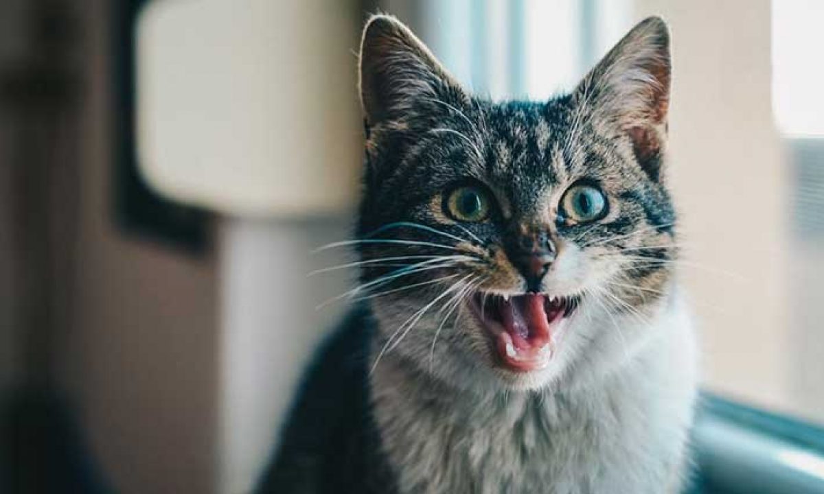 Resmi Gazete'de yayımlandı: Hayvan sahipleri dikkat cezası büyük!