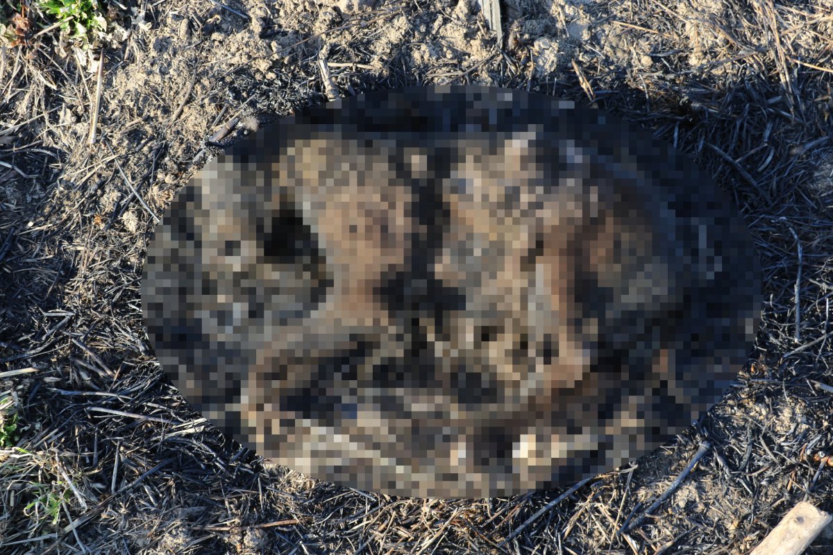 Edirne'de 8 yavru köpek yakıldı, anne köpek ölü yavrularının başından ayrılmadı