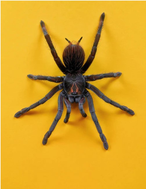 Rüyada siyah örümcek görmek