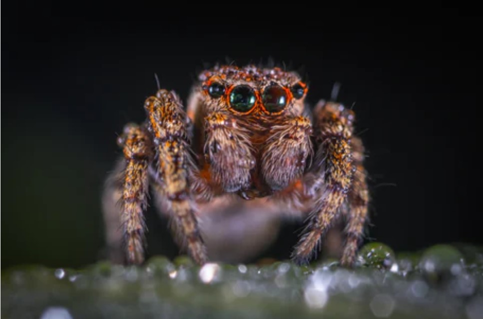 Rüyada siyah örümcek görmek