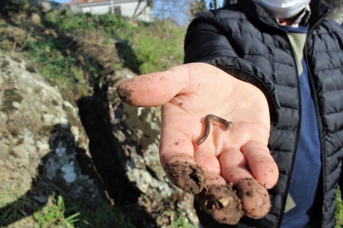 Çocuk sahibi olmak için böcek yiyorlar!