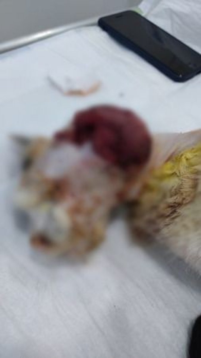 Sakarya'da kediye vahşice işkence ettiler, organlarını kestiler