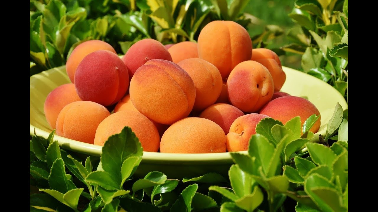 Rüyada kayısı toplamak görmek