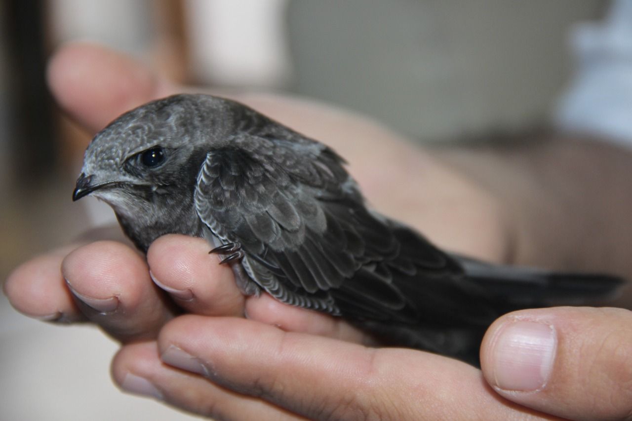 Rüyada kuş yavrusu görmek