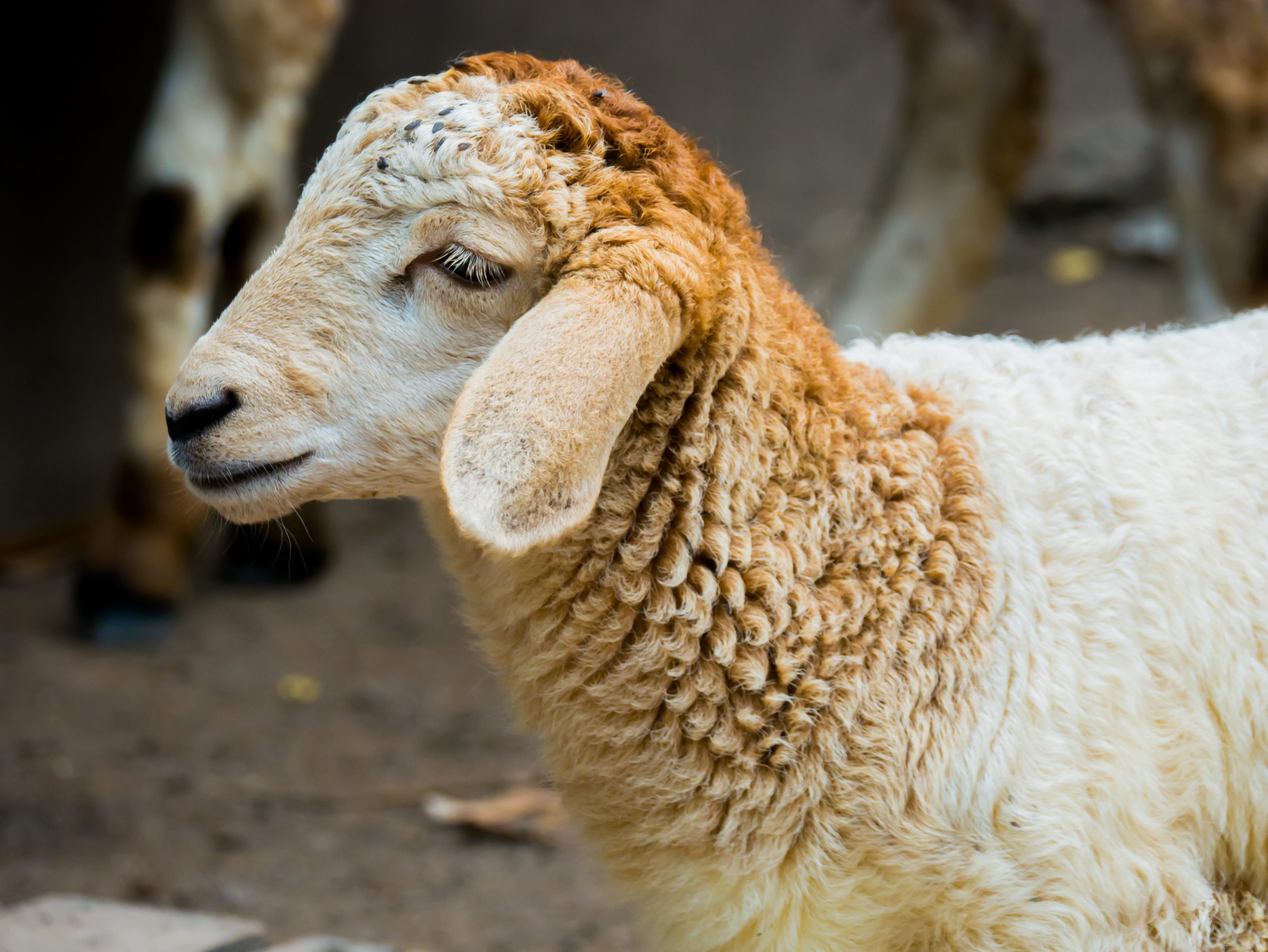 Akika Kurbanı nedir, ne demek? Yenir mi, kimler yiyebilir?
