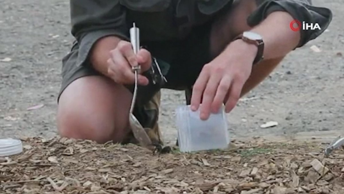 Şiddetli yağışların ardından gelen sıcak hava dünyanın en zehirli örümceğine yavaş yavaş kapı açıyor