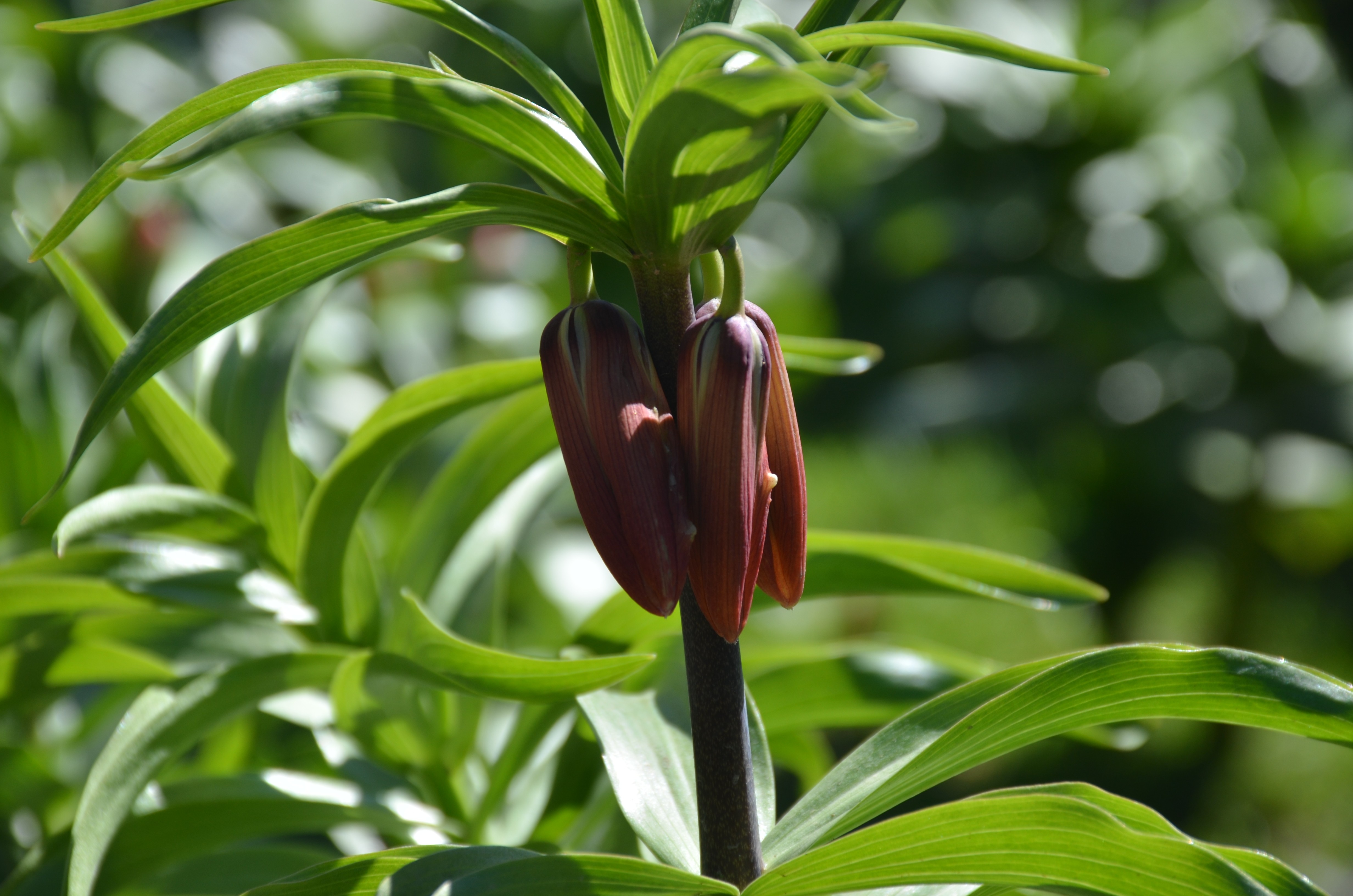 Bu çiçeği koparan yandı! Cezası 60 bin TL