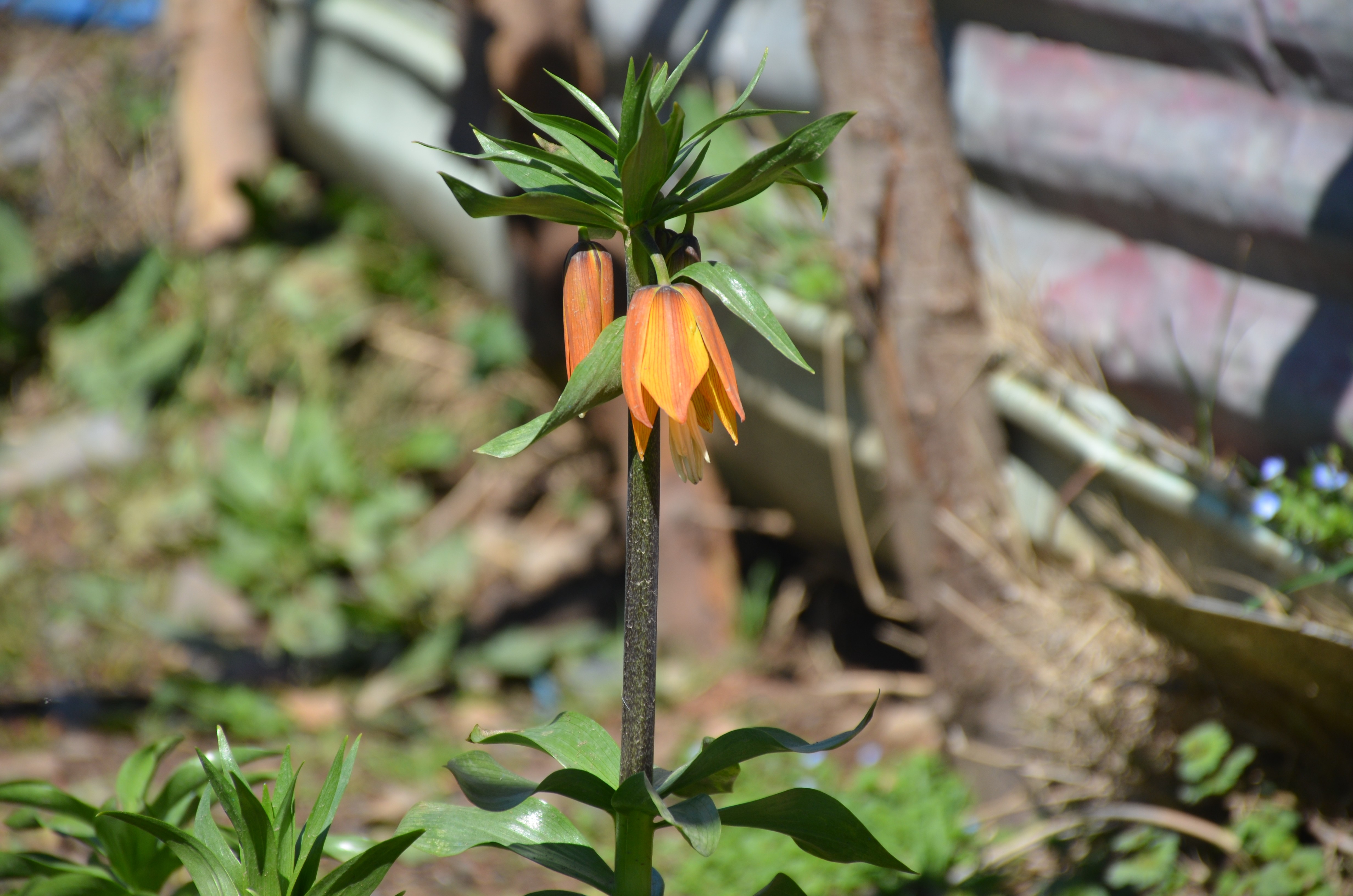 Bu çiçeği koparan yandı! Cezası 60 bin TL