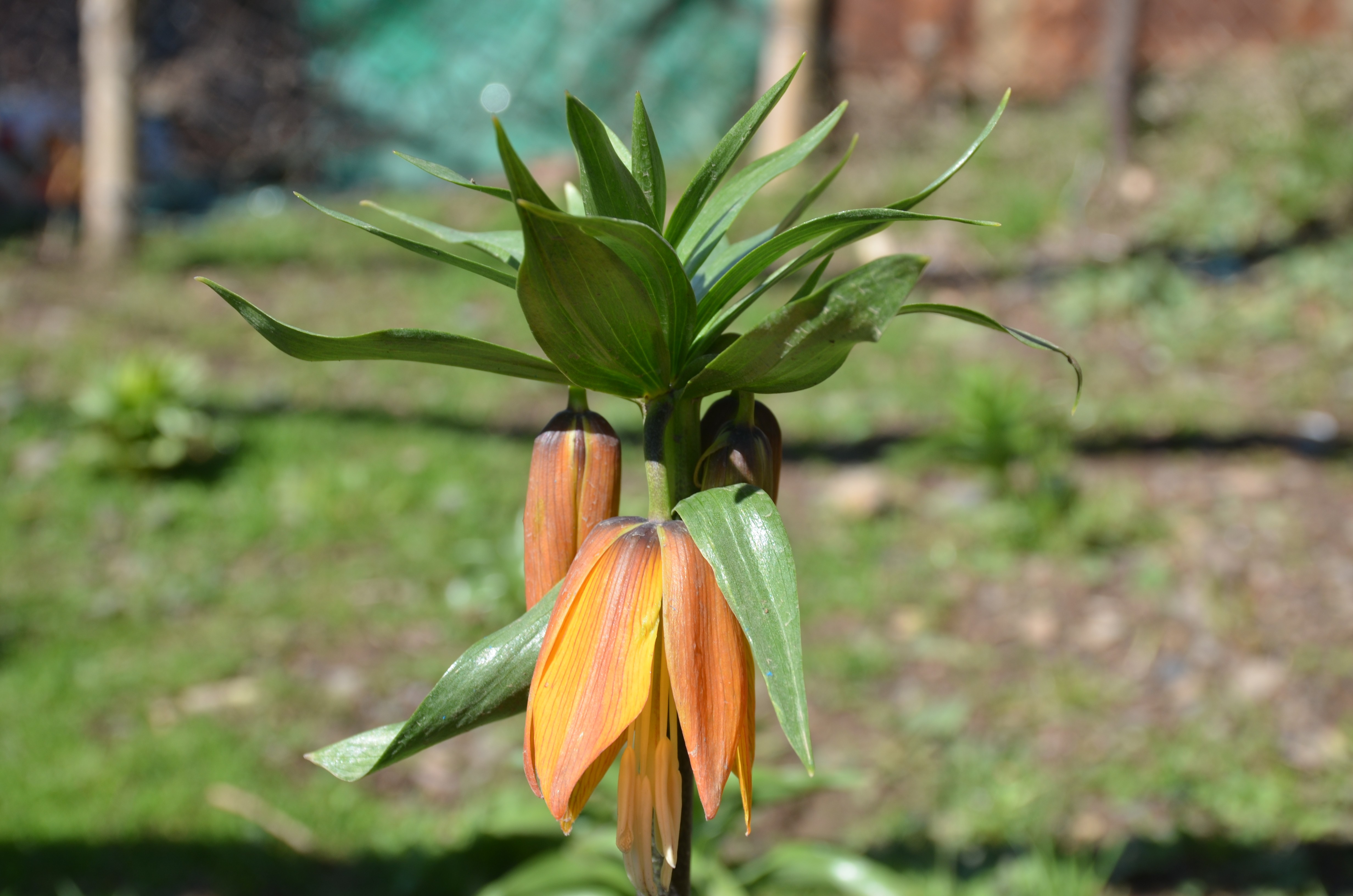 Bu çiçeği koparan yandı! Cezası 60 bin TL