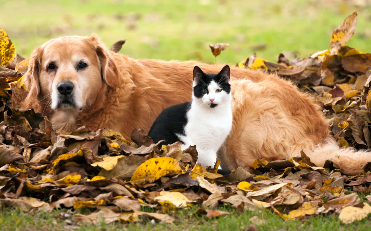 Hayvanlar için dünyanın ilk koronavirüs aşısı tescil edildi