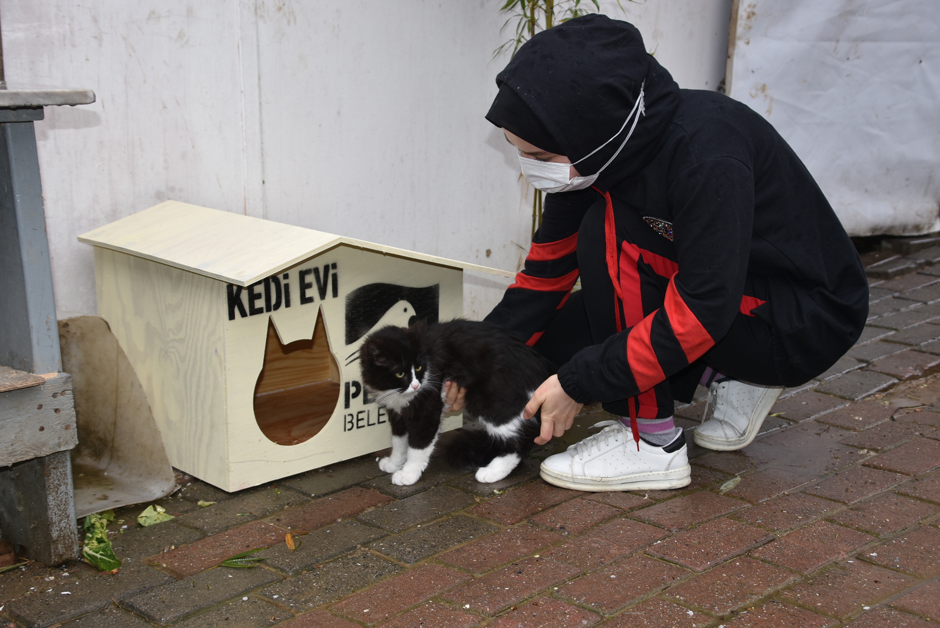 Pendik'te kediler yuvalarına kavuşuyor!