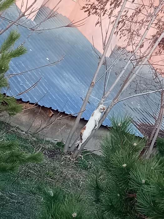Bunun adı vahşet: Lisenin bahçesinde ağaca asılı kedi bulundu