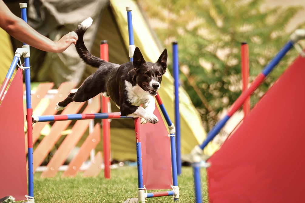 Pendik'te neşeli dostların yarışları başlıyor!