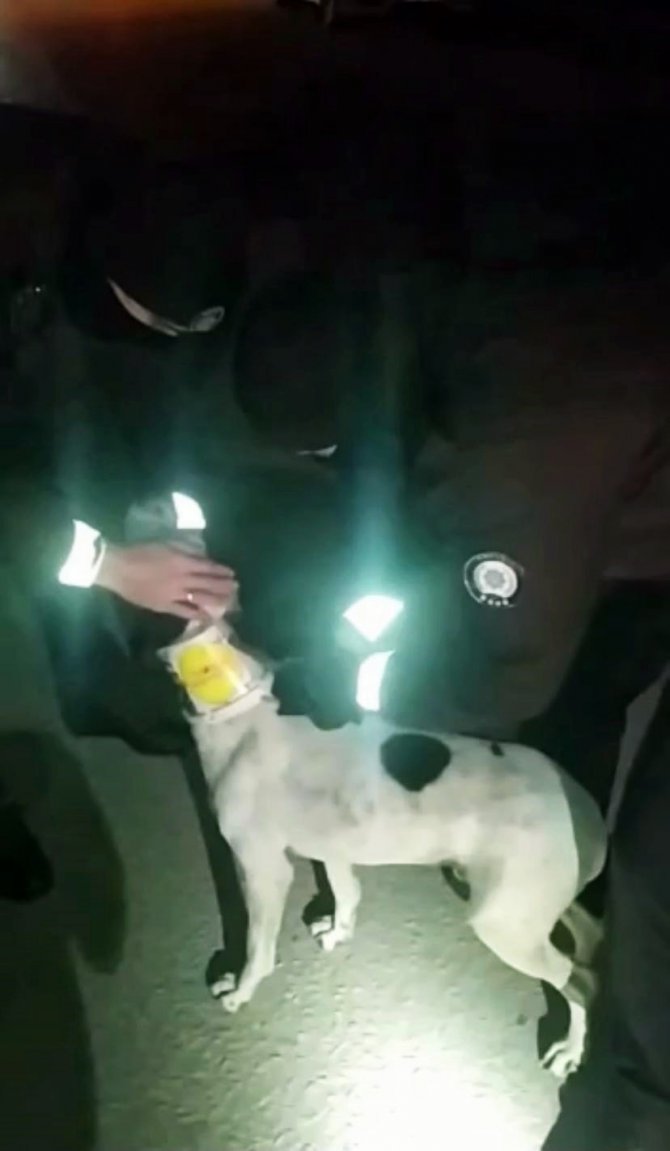 Boynundaki tenekeden kurtulan köpekten bekçilere sevgi gösterisi