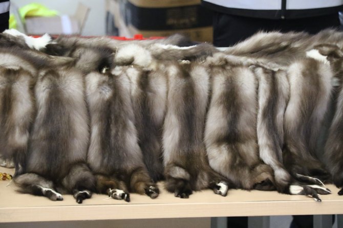 Kapıkule Gümrük Muhafaza Ekipleri kaçakçıların korkulu rüyası! Kuş uçurtmuyorlar