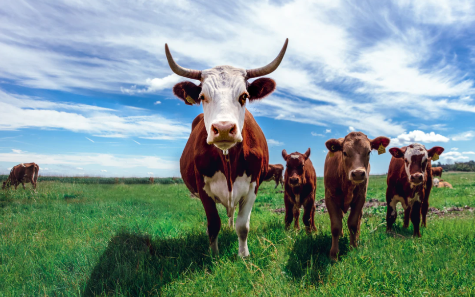 Deli dana hastalığı nedir? Nasıl bulaşır? | Deli dana virüsü, tedavisi 2021