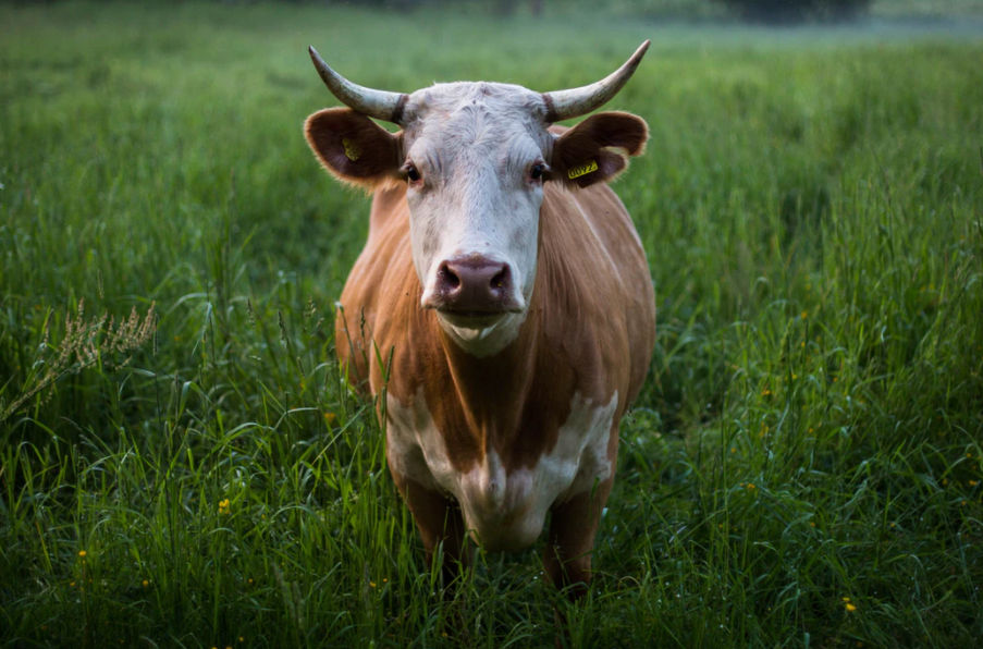 Deli dana hastalığı nedir? Nasıl bulaşır? | Deli dana virüsü, tedavisi 2021