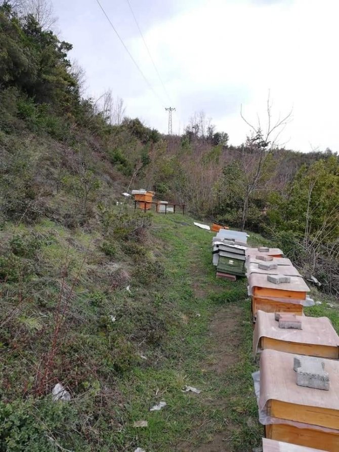 Zonguldak'ta köye inen ayılar arı kovanlarını talan etti! Köylüler panik yaptı