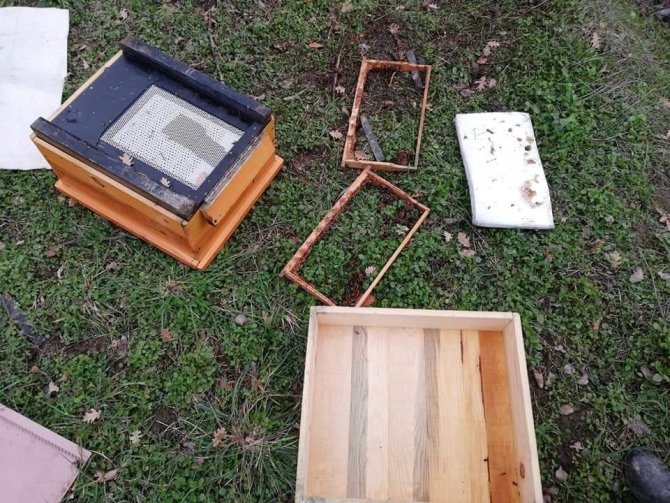 Zonguldak'ta köye inen ayılar arı kovanlarını talan etti! Köylüler panik yaptı