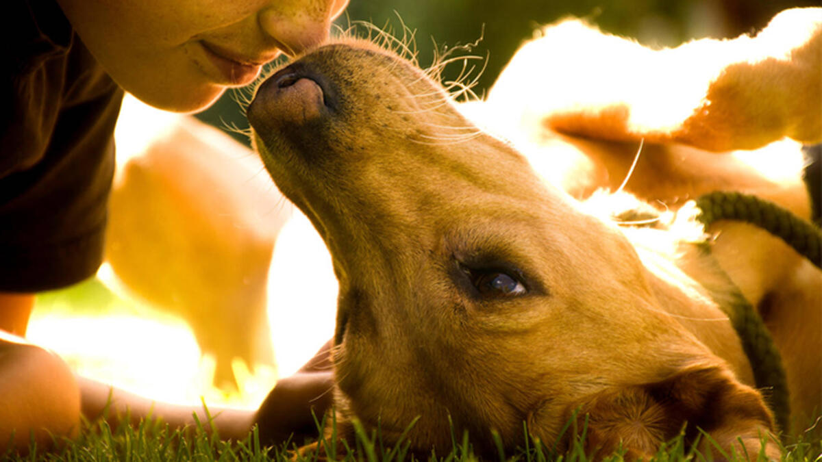 Dünya Sokak Hayvanları Günü ne zaman? Dünya Sokak Hayvanları Günü resimli mesajları, sözleri