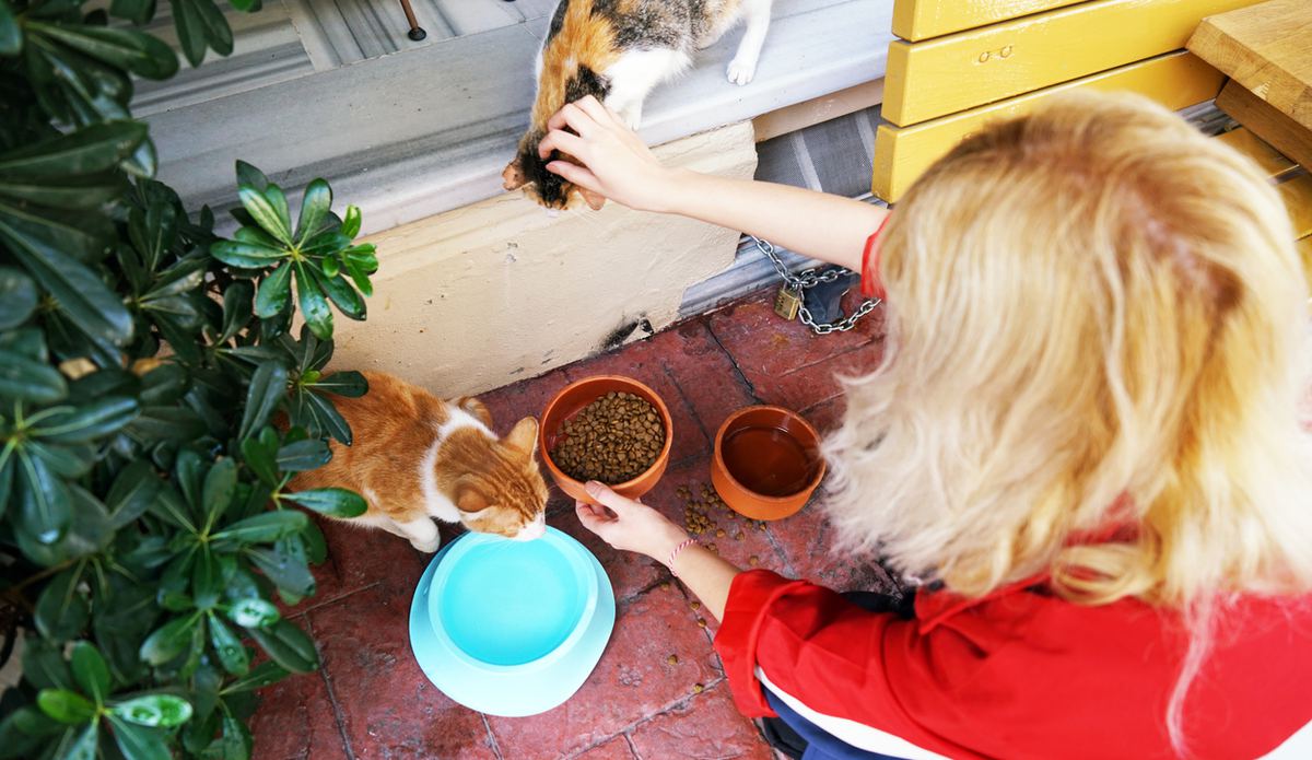 Dünya Sokak Hayvanları Günü ne zaman? Dünya Sokak Hayvanları Günü resimli mesajları, sözleri