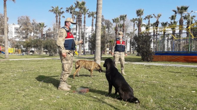 Hatay'da jandarma ekipleri sessiz dostlarımızı unutmadı